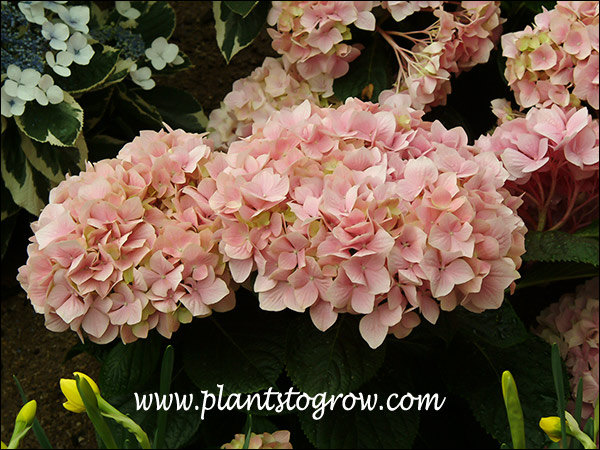 Large, pink to rose globular mophead inflorescence.